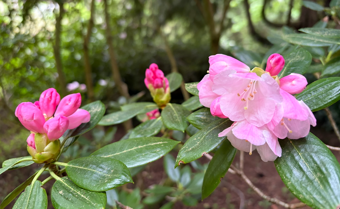 A Garden Is a Story